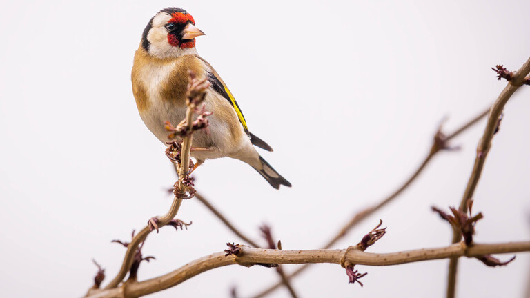 Stieglitz auf einem Zweig