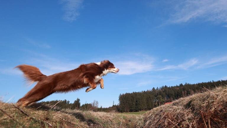 Ein Hund springt über ein Feld mit einem blauen Himmel im Hintergrund
