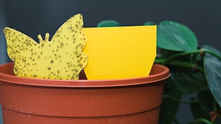 Eine Klebefalle mit Trauermücken steckt in einem Blumentopf