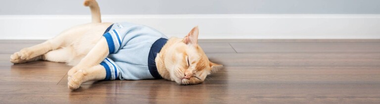 Eine schlafende, hellbeige Birmakatze liegt auf der Seite. Ihr wurde ein hellblaues Shirt angezogen.