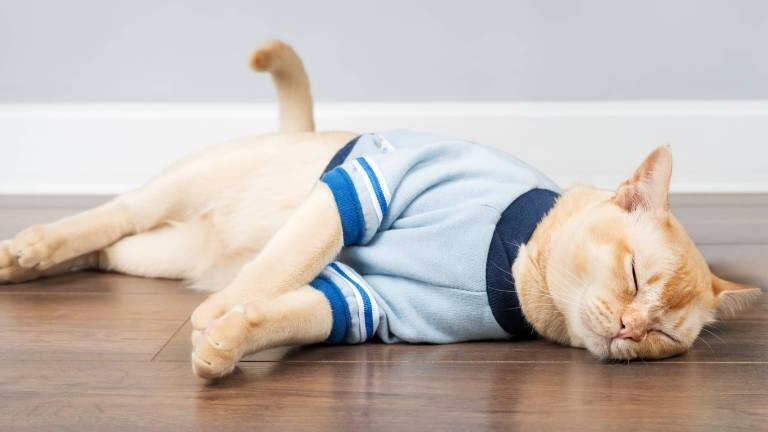 Eine schlafende, hellbeige Birmakatze liegt auf der Seite. Ihr wurde ein hellblaues Shirt angezogen.