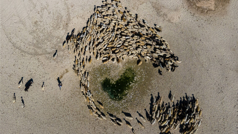 Tote Fische, durstige Schafe: ein vertrocknender Weiher bei Yesildere in der türkischen Region Karamander
