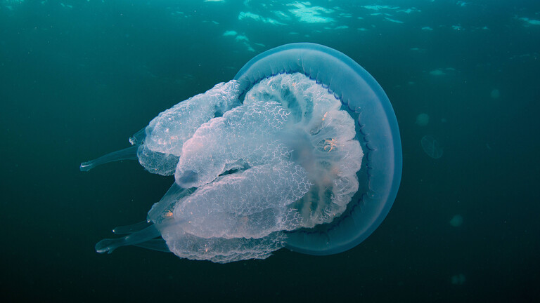 Foto einer Lungenqualle (Rhizostoma pulmo) am 20. Oktober 2024 am Ufer der Ortaköy-Moschee am Bosporus in Istanbul (Türkei).