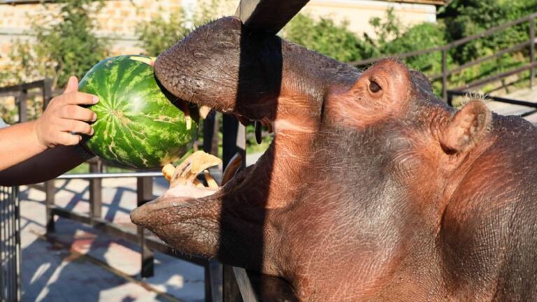 Nilpferd öffnet Maul, um Wassermelone zu essen