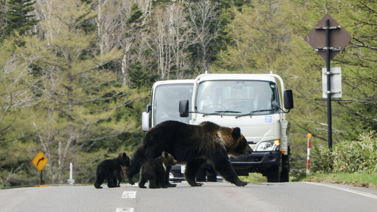 Bärenfamilie überquert eine Straße in der Region Hokkaido in Japan.