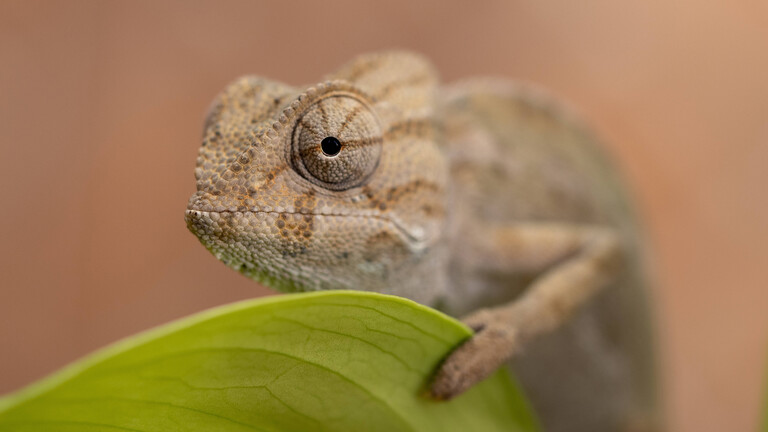 Ein kleines Chamäleon auf einem Blatt, Spanien.