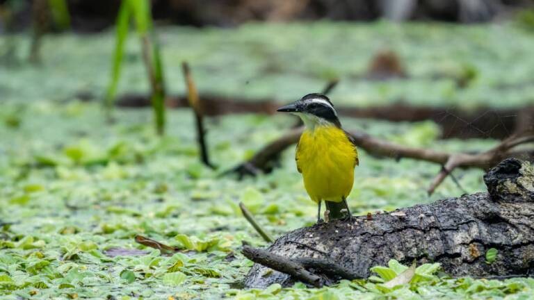 Ein Schwefelmaskentyrann (Pitangus sulphuratus) im Yarína-Ökoreservat im Amazonasbecken von Ecuador. Yasuní-Nationalpark, Napo Wildlife Center.