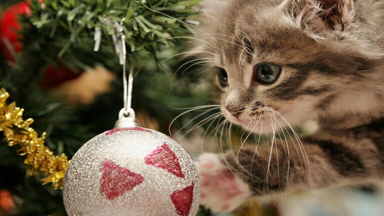 Kätzchen schaut sich neugierig eine Weinhactsbaumkugel an