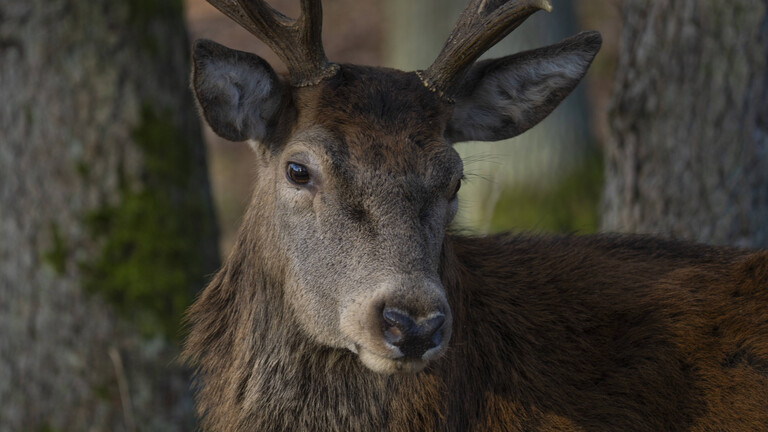 Ein Rothirsch (Cervus elaphus) im Wildpark Schorfheide in Groß Schönebeck (Landkreis Barnim) im Biosphärenreservat Schorfheide-Chorin in Brandenburg