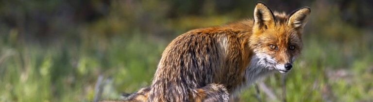 Foto eines Rotfuchses (Vulpes vulpes) der auf eine Waldwiese kotet