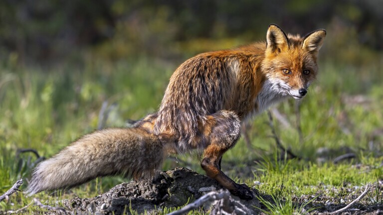 Foto eines Rotfuchses (Vulpes vulpes) der auf eine Waldwiese kotet