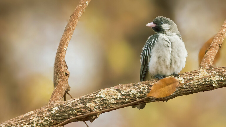 Ein Honiganzeiger sitzt auf einem Ast
