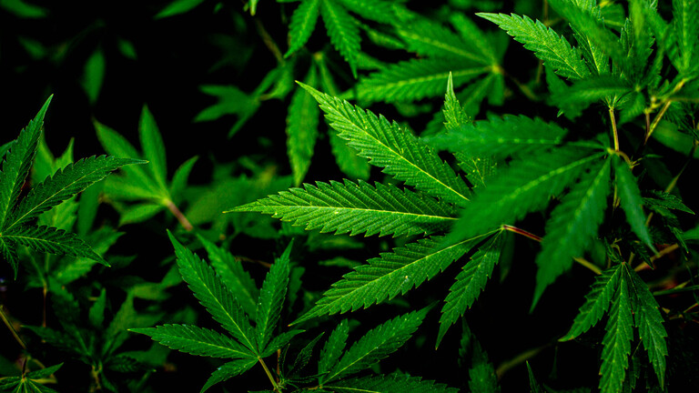 Eine Cannabis-Pflanze