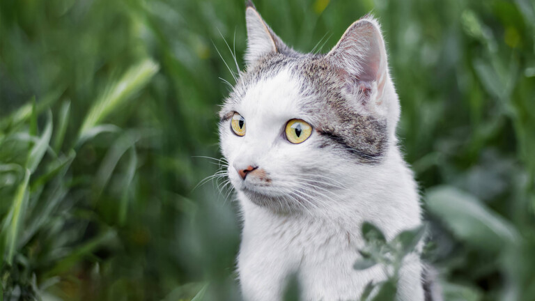 Eine Hauskatze mit weiß-grauem Fell blickt aus einer hohen Wiese hervor.