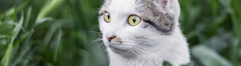 Eine Hauskatze mit weiß-grauem Fell blickt aus einer hohen Wiese hervor.
