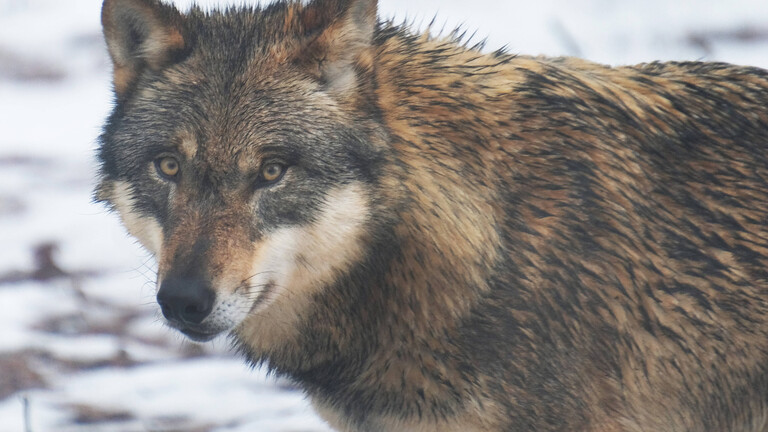 Wolf-Europaeischer Grauwolf in Deutschland in Aktion