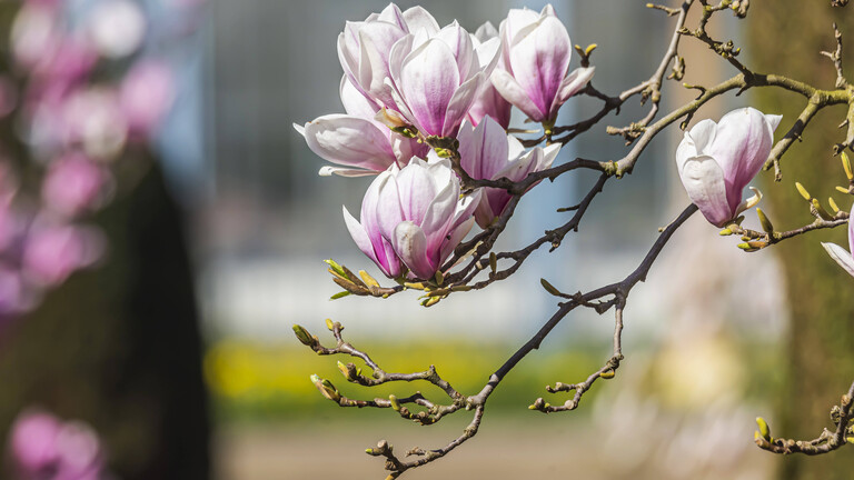 Magnolienblüte im Maurischen Garten der Wilhelma in Stuttgart