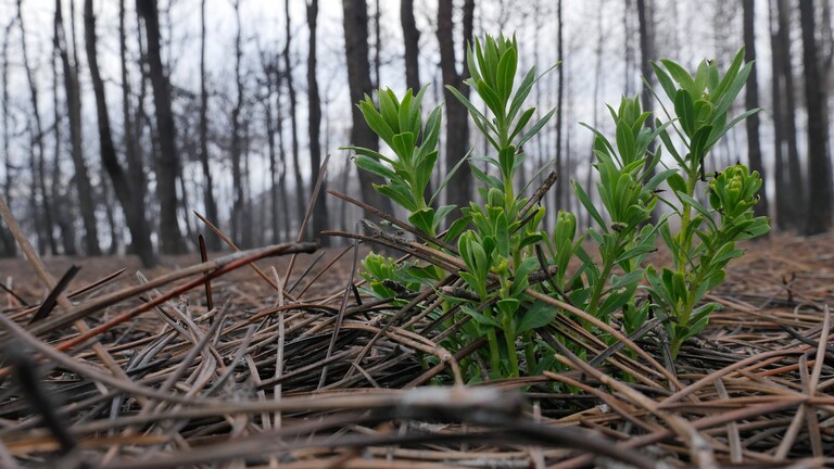 Pflanze sprießt nach Waldbrand im Wald