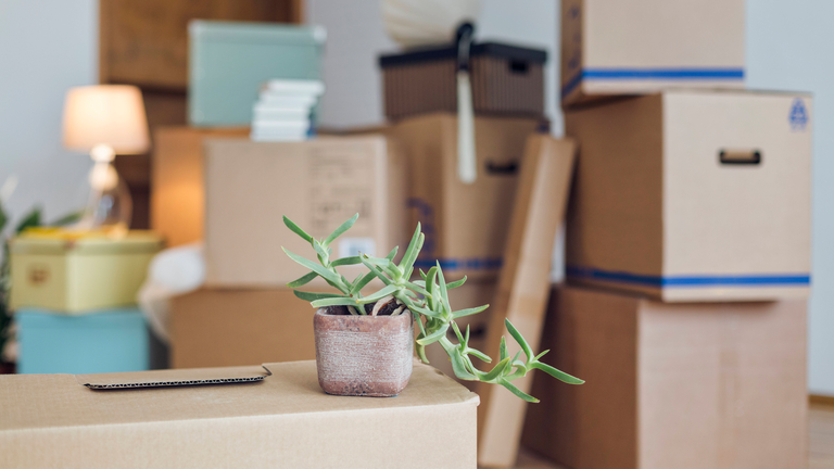 Umzugskisten. Möbel und eine Pflanze stehen für den Umzug bereit.