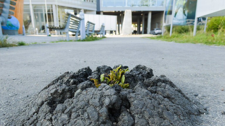 In einer Straße ist der Asphaltboden aufgebrochen. In dem Loch wächst eine kleine Pflanze.