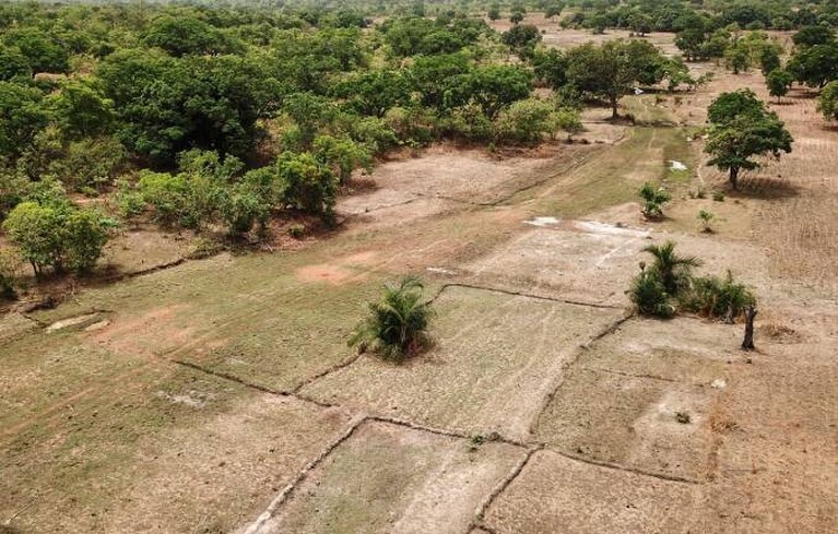 In der Sahelzone in Mali gepflanzte Bäume und Pflanzen.