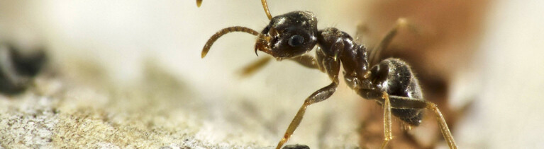 Lasius neglectus, invasive Ameisenart aus Asien in Deutschland