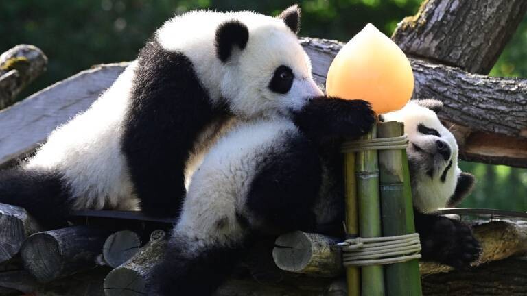 Die Panda-Zwillinge Leni und Lotti spielen in ihrem Außengehege im Zoologischen Garten Berlin.