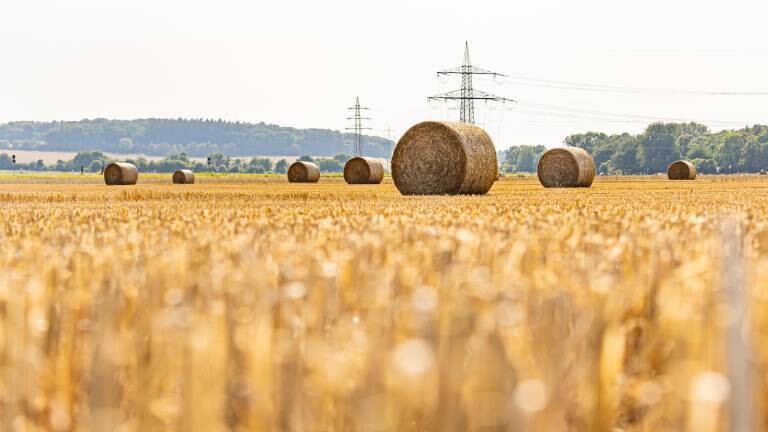 Frisch gepresste runde Strohballen liegen auf einem abgeernteten Feld in Wachtberg, südlich von Bonn.