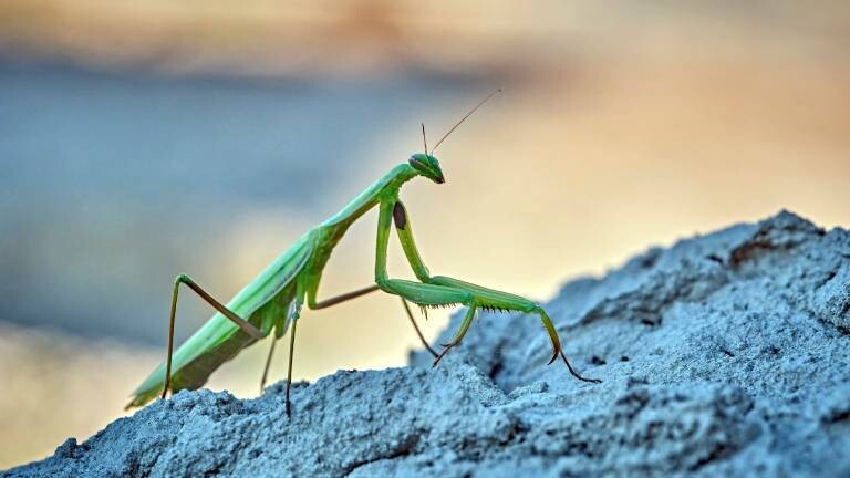 Das Insekt Europäische Gottesanbeterin (Praying Mantis) sitzt auf einem Stein.