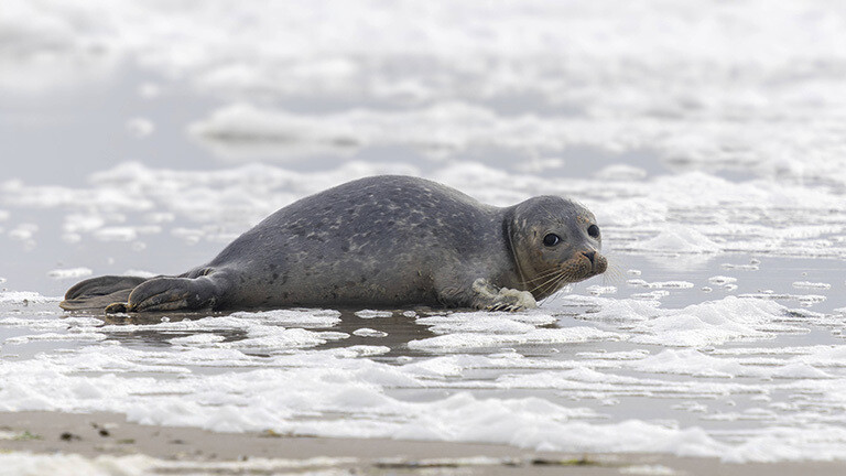 Seehund im Wattenmeer bei Amrum