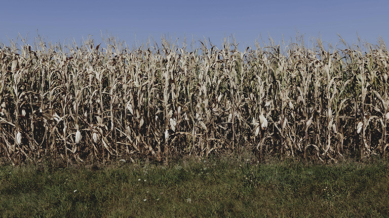 Vertrockneter Mais auf einem Feld. Oben ist wolkenloser, blauer Himmel zu sehen