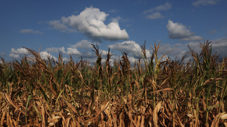Trockenheit in der Kornkammer der USA: vertrocknete Maispflanzen im August 2023 auf einem Feld in Mason County, Illinois